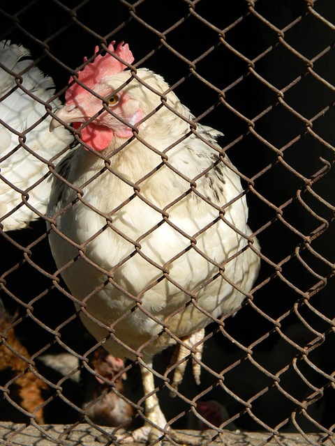 蒂莱曼斯所 蒂莱曼斯所